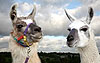 Ashdown Forest Llama Park