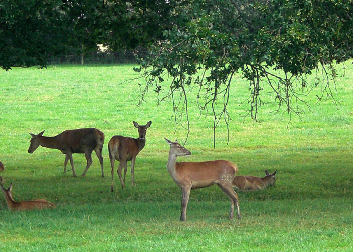 the ashdown forest