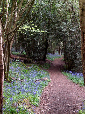 bluebell walking from St Ives Farm