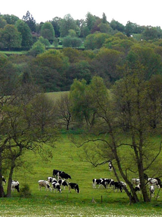 cows in the ashdown forest