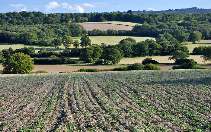 growing fields, Hartfield